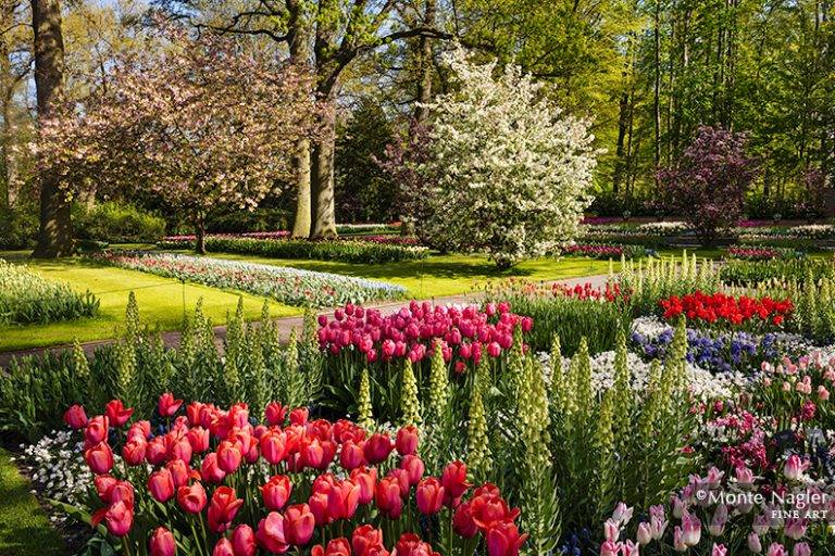 Multicoloured Tulips Keukenhof Gardens
