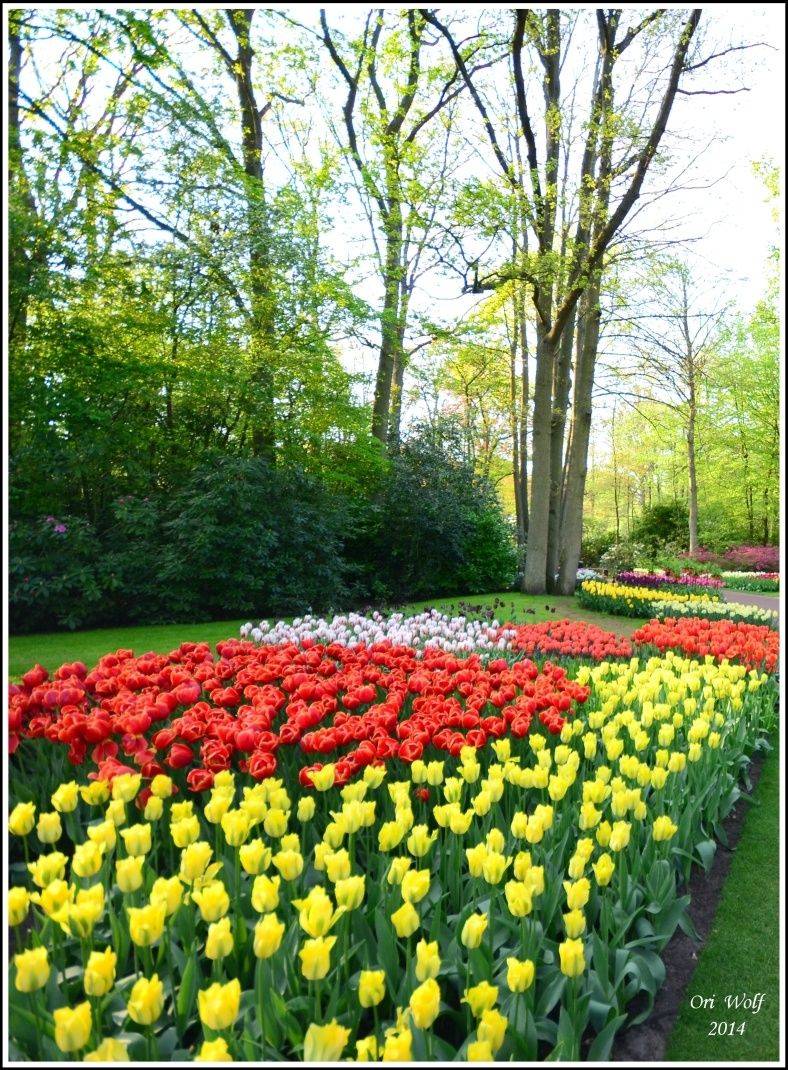 Keukenhof Flower Garden Id