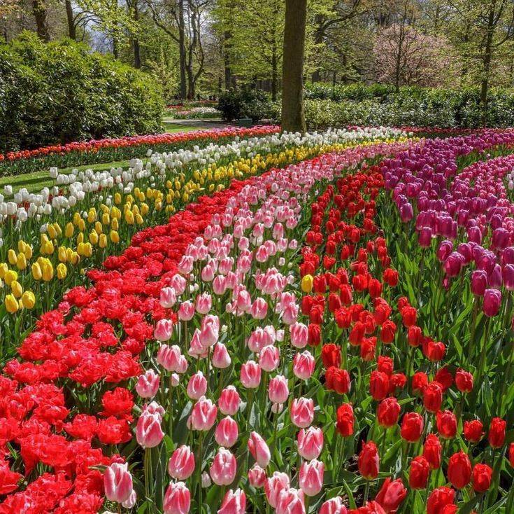 The Keukenhof Garden