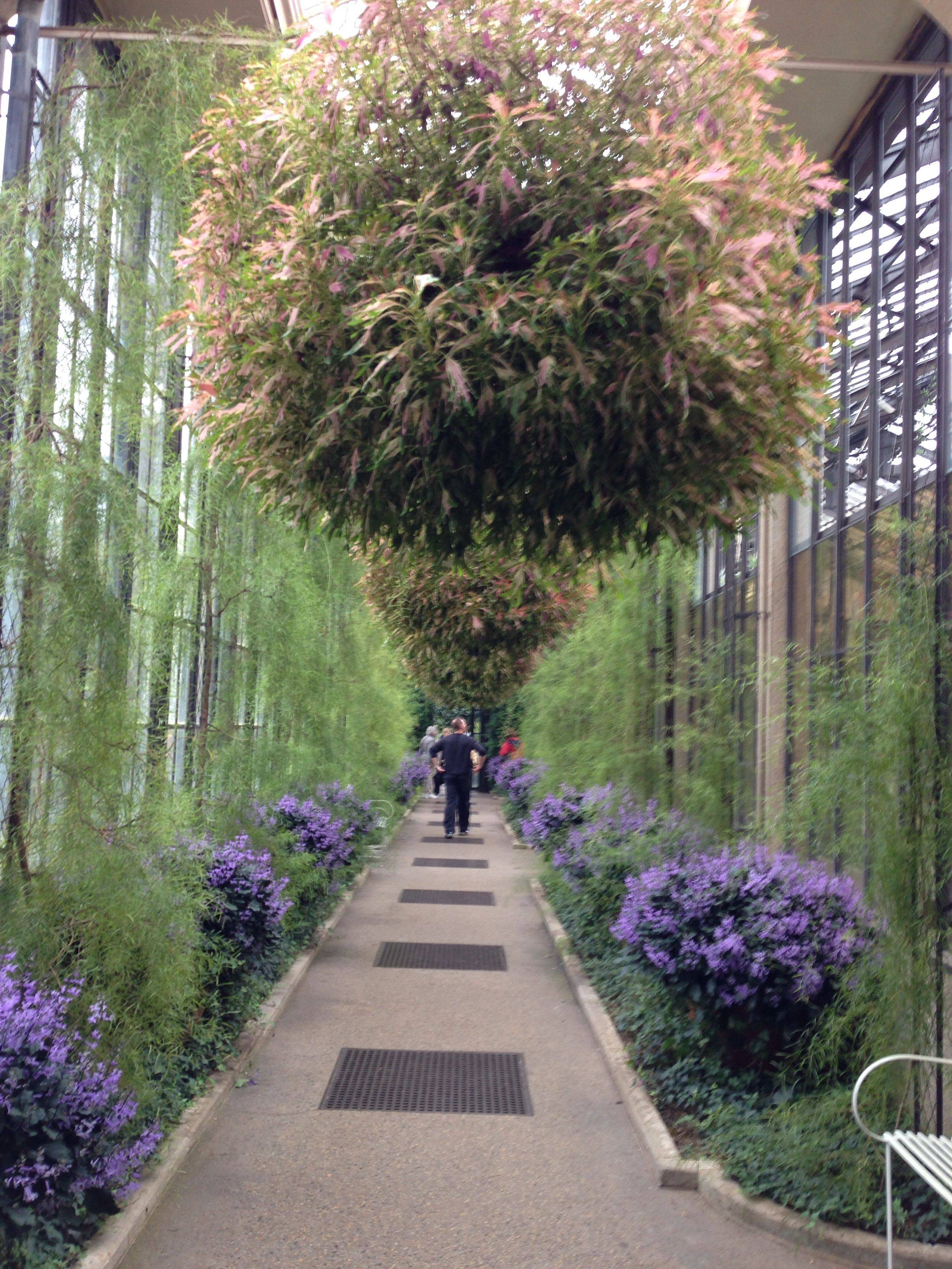 Longwood Gardens Rose