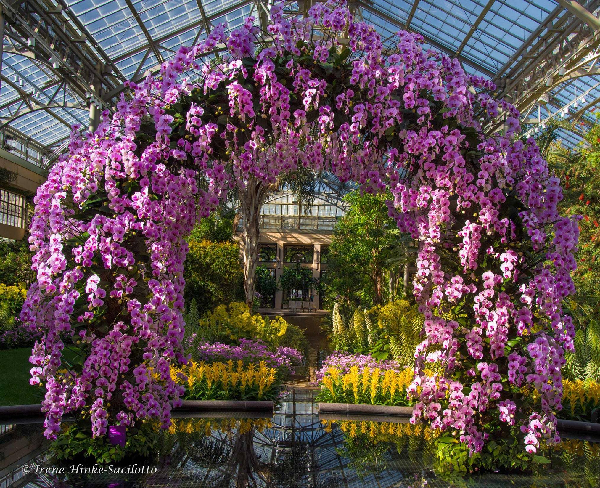 Mediterranean Garden Purple Google Search Mediterranean Garden