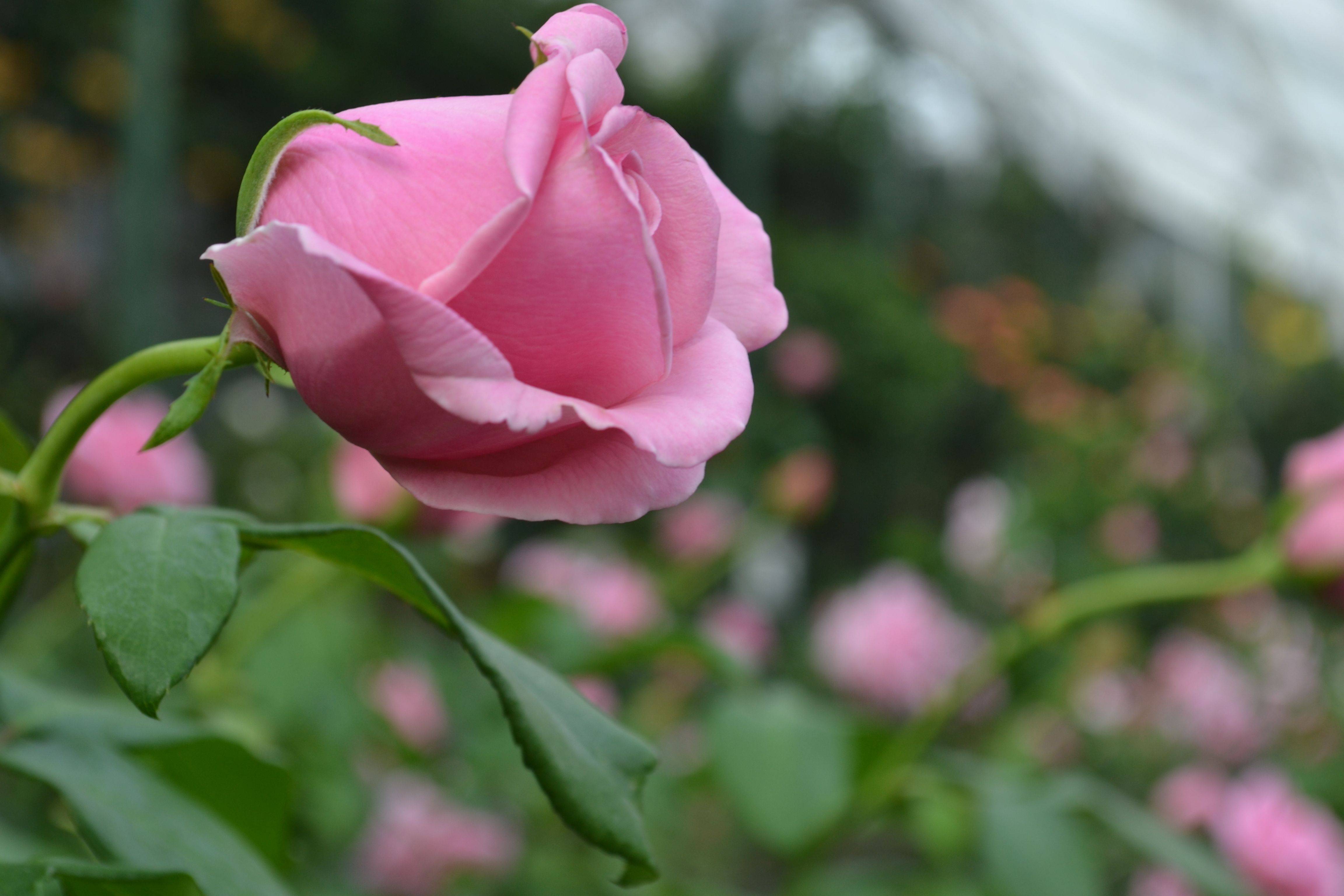 Longwood Gardens