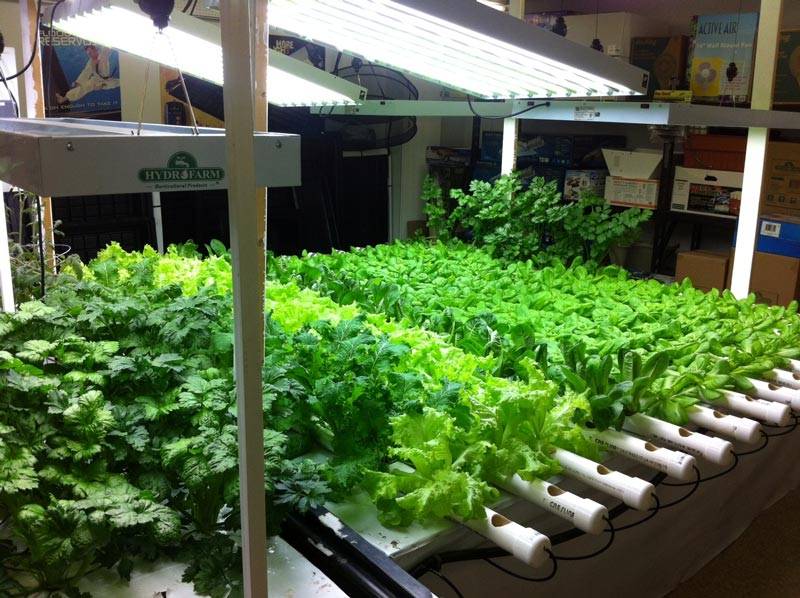 These Indoor Vegetable Gardening Tips