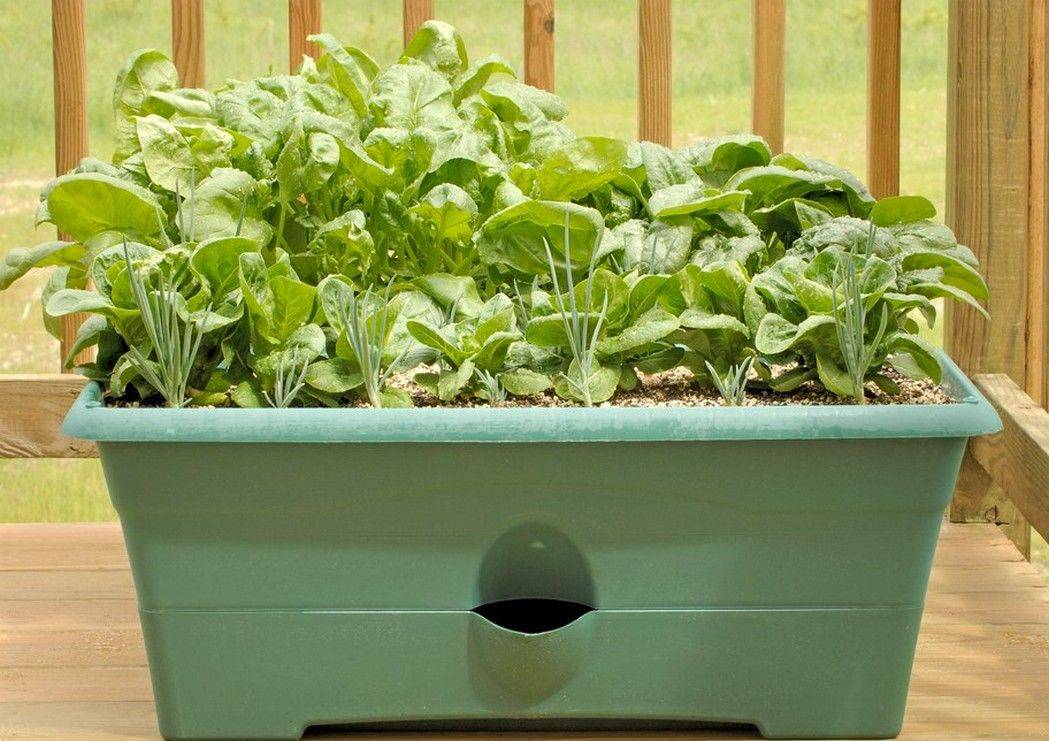 Indoor Vegetable Garden Ideas