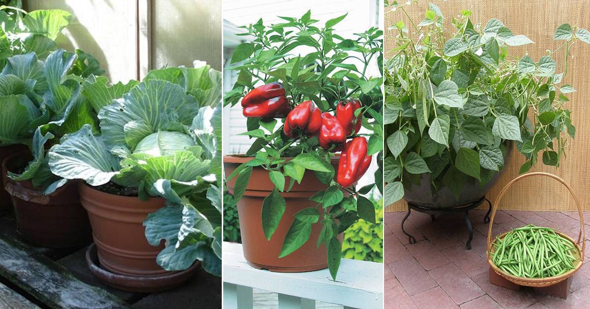 Indoor Winter Gardening Tips