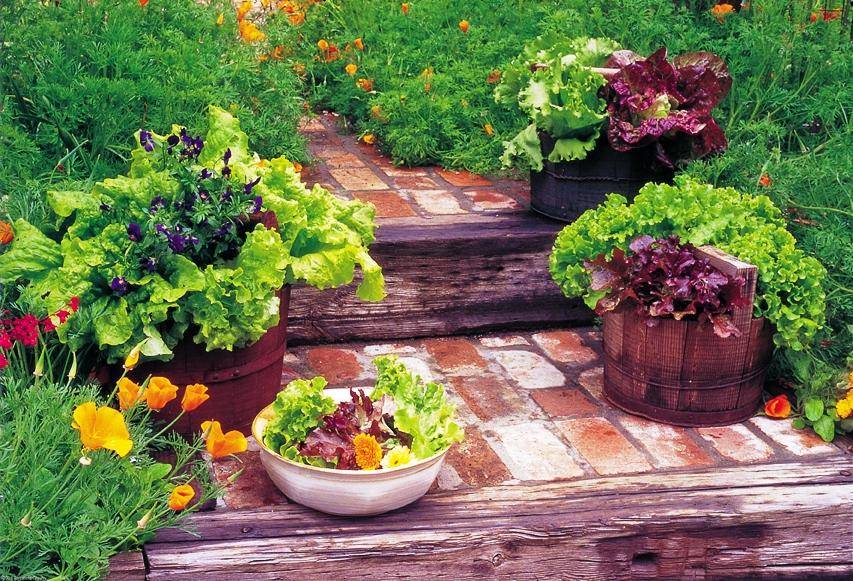 Indoor Winter Vegetable Garden