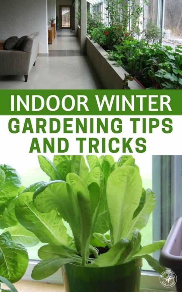 Indoor Winter Vegetable Gardening Ideas