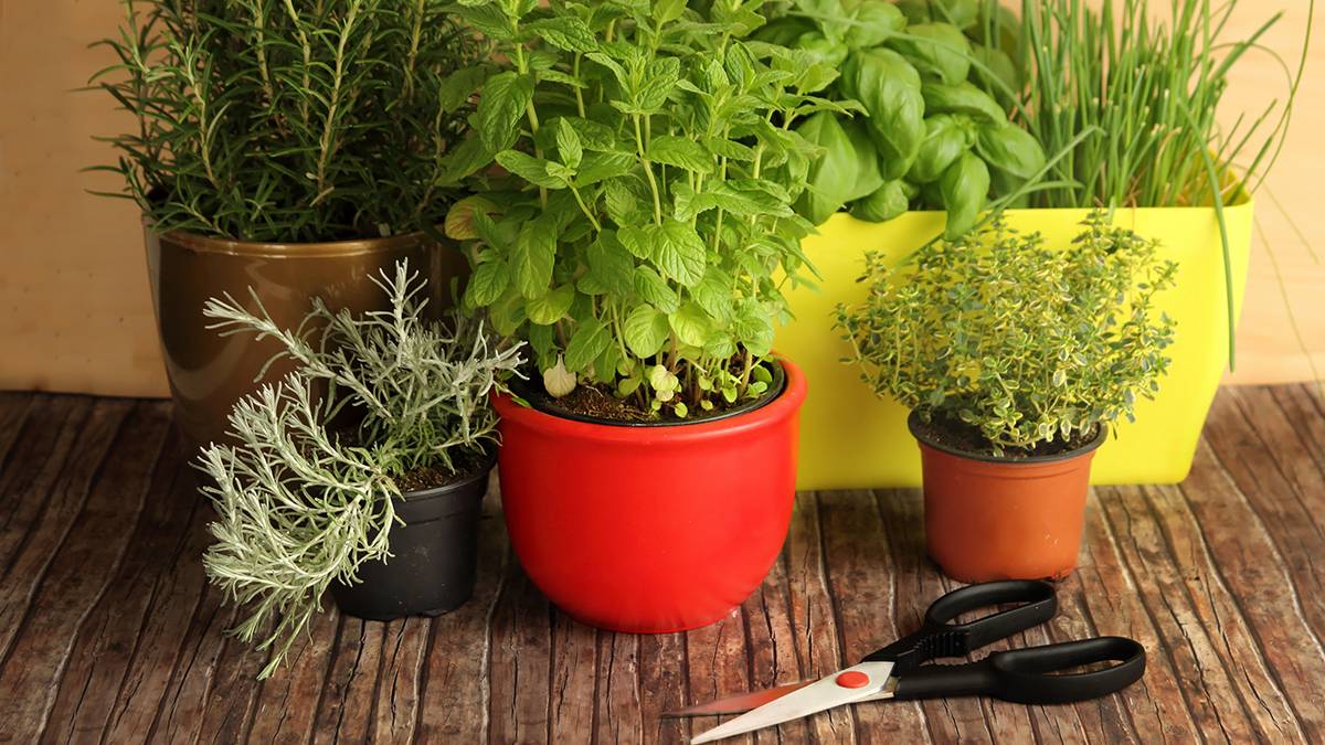 Vegetable Garden