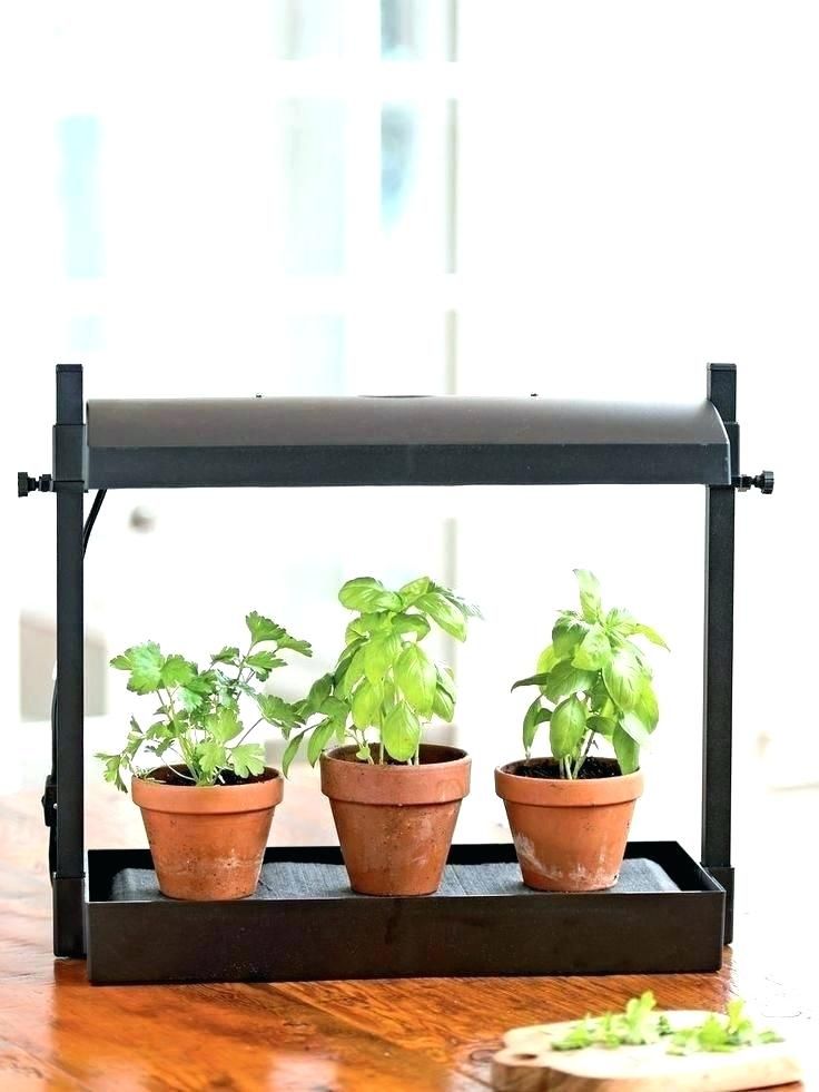 Amazing Indoor Garden Ideas