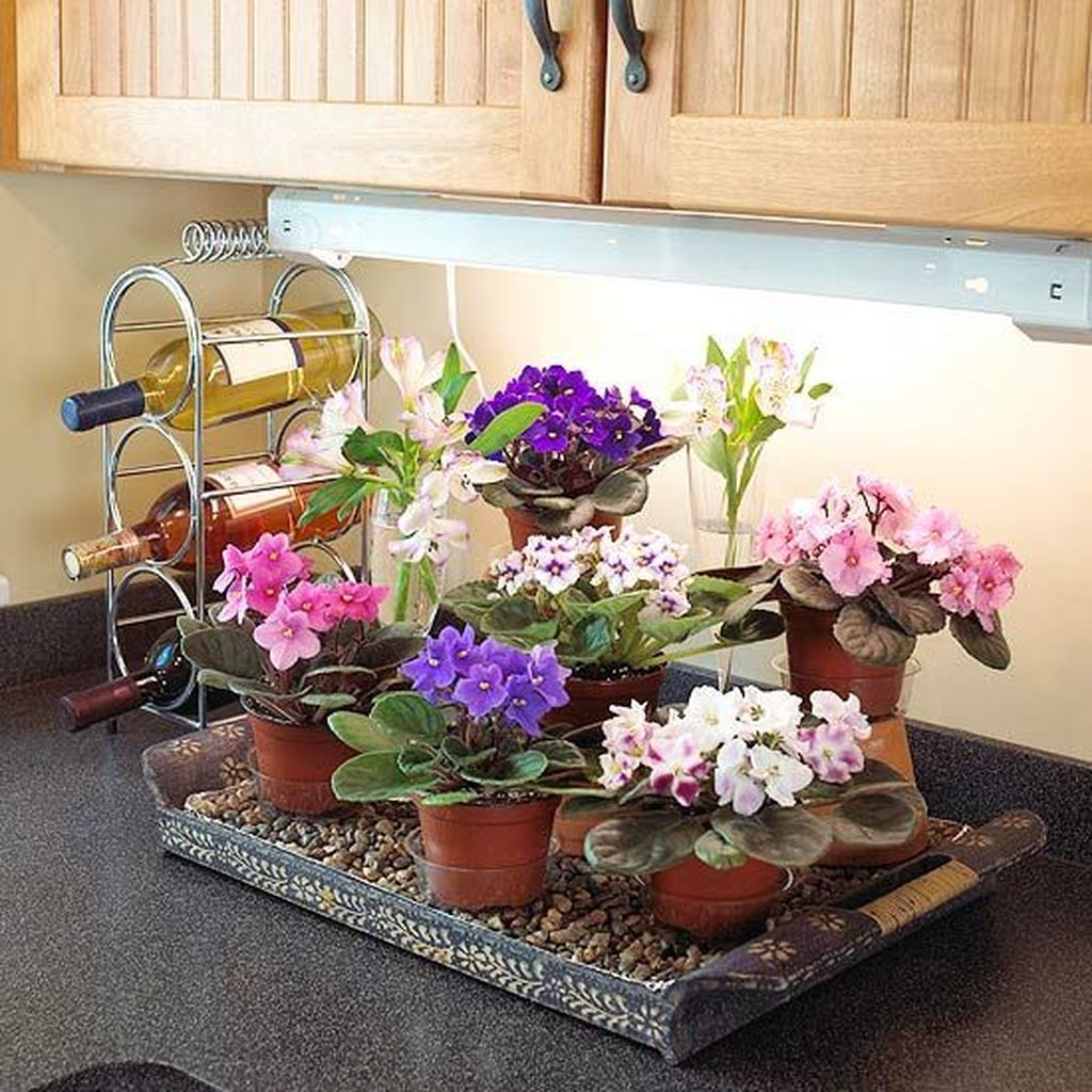 Indoor Hydroponic Wall Garden