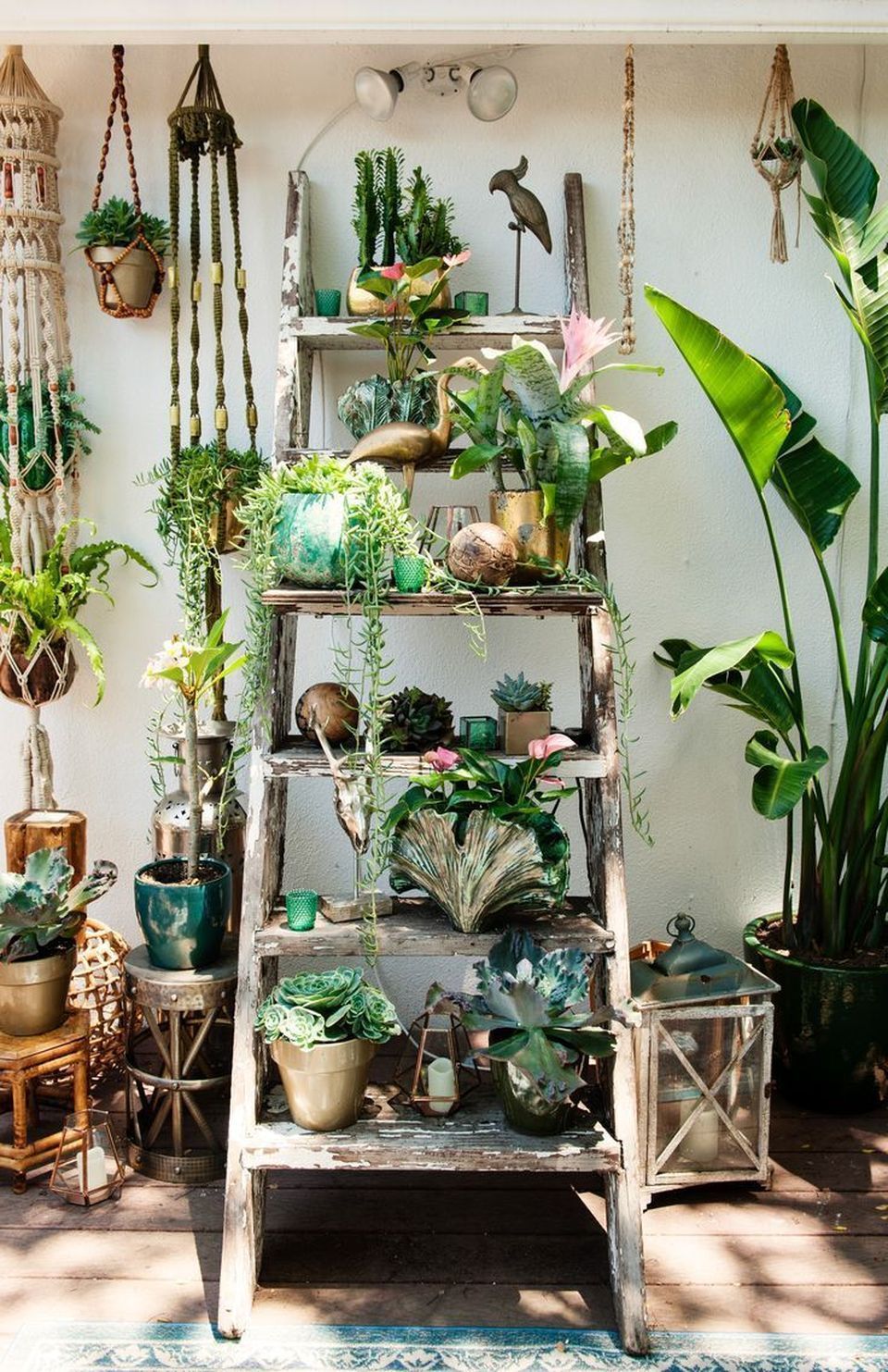 An Indoor Garden