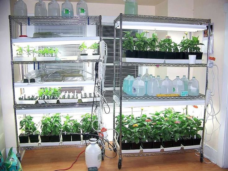 Indoor Gardening