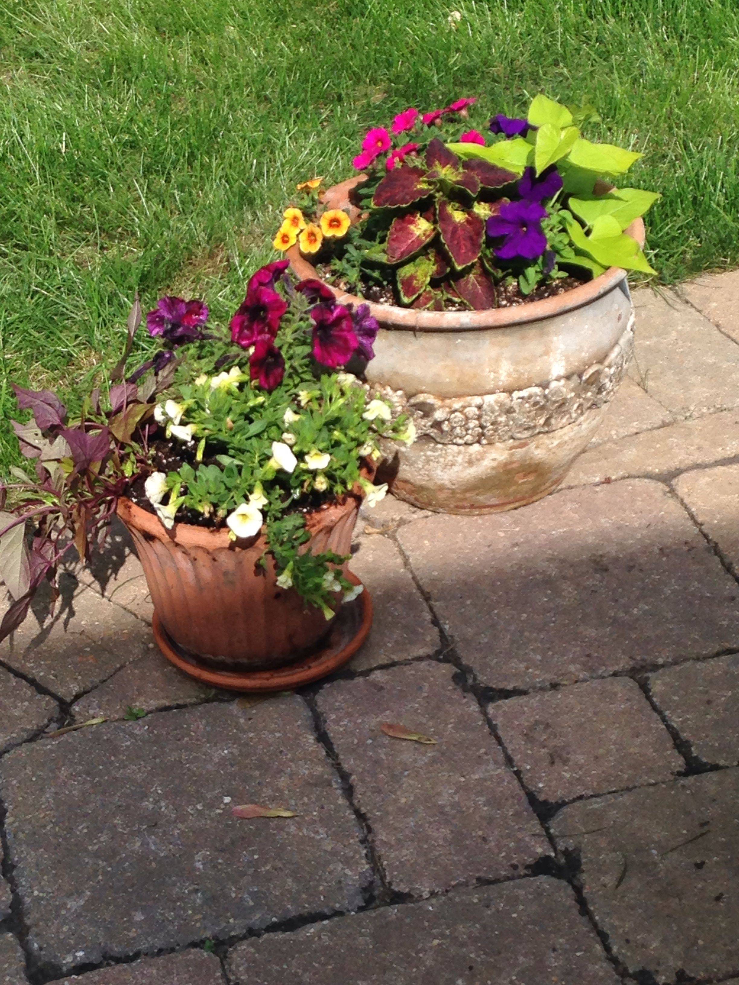 A Small Garden Small Garden Veggies