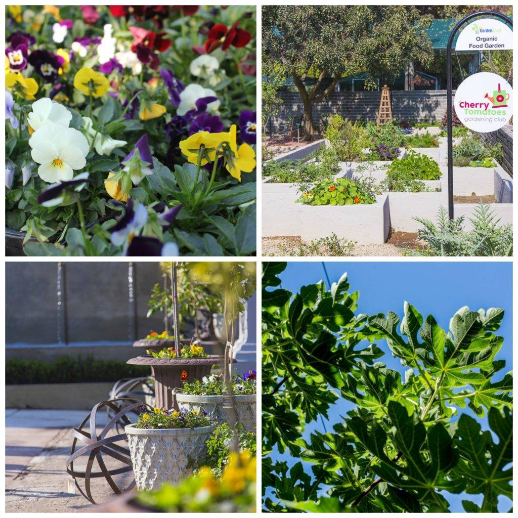 Container Gardening Ideas