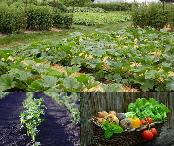 A Perennial Food Garden Fruits