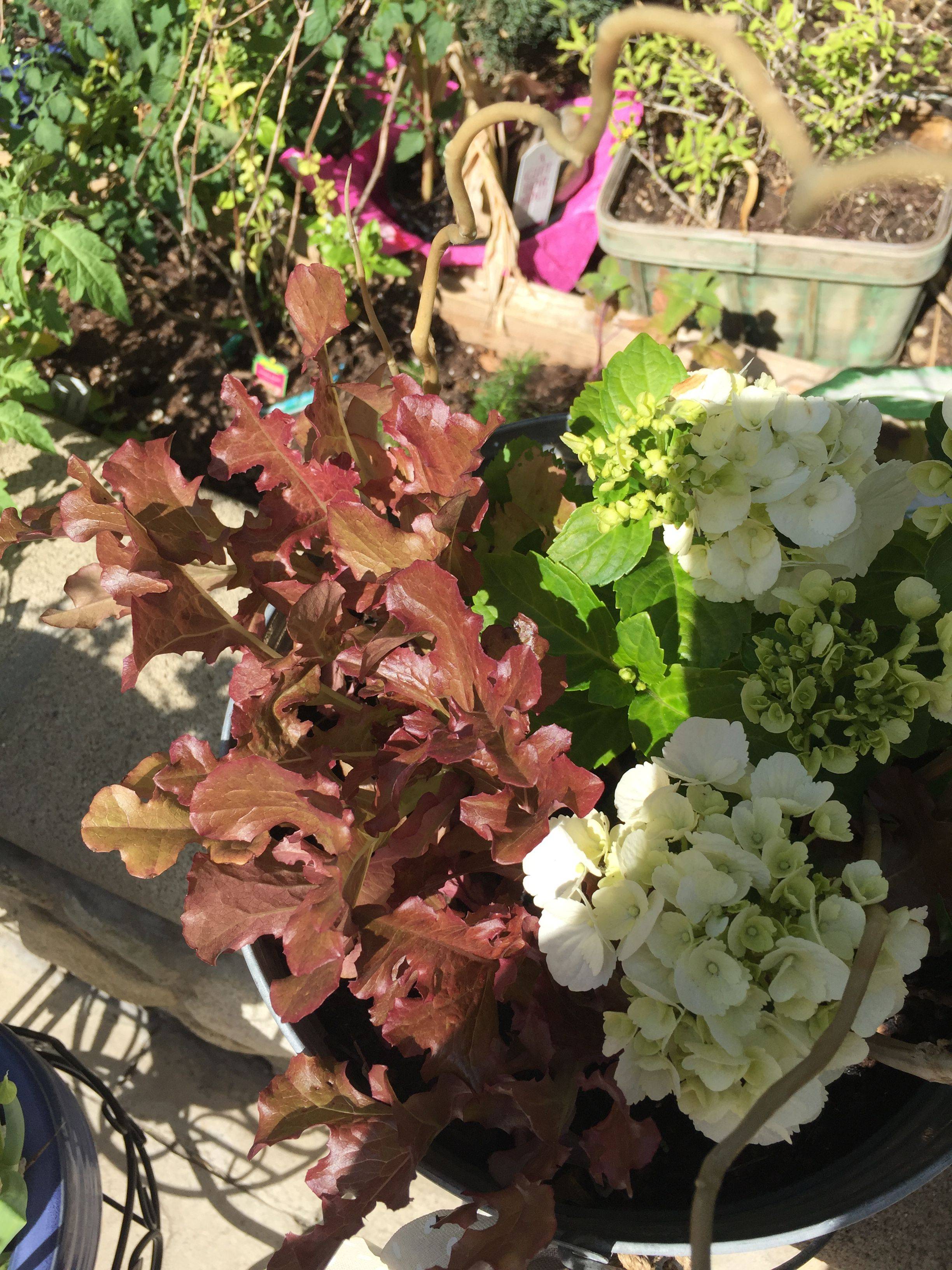 22 Garden Plant Food Ideas You Should Look SharonSable