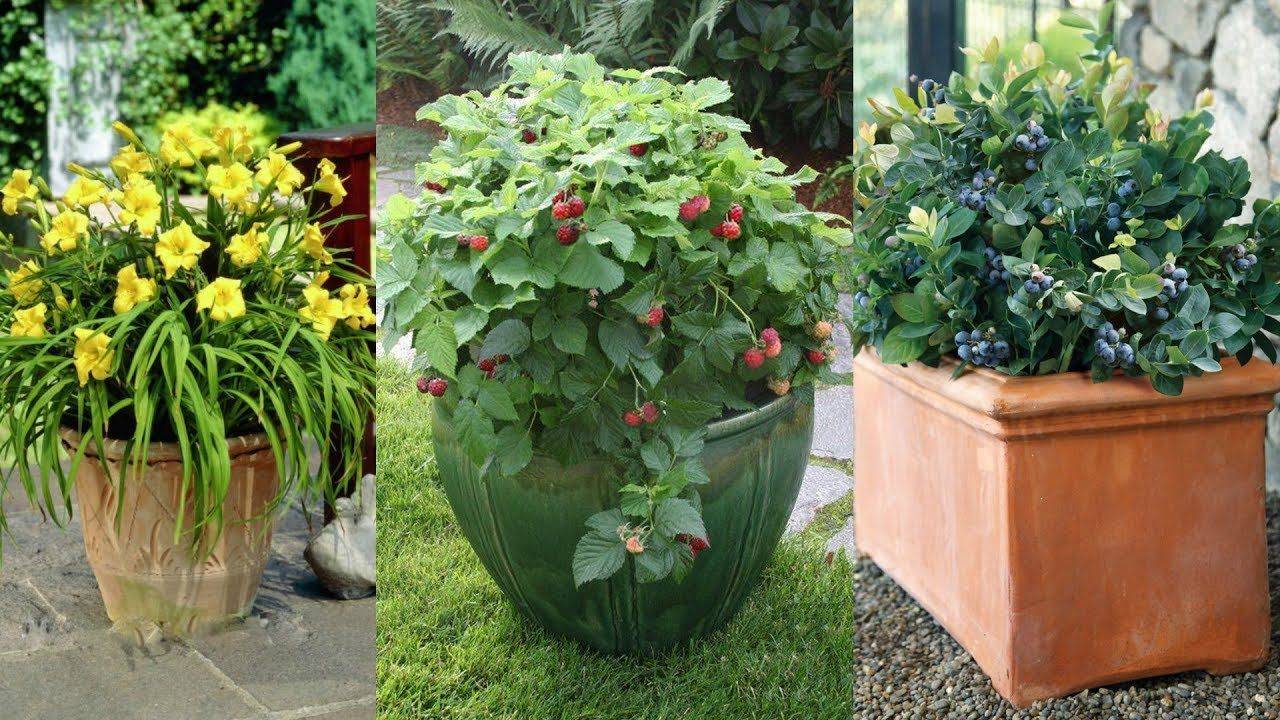 Spillers Container Gardening