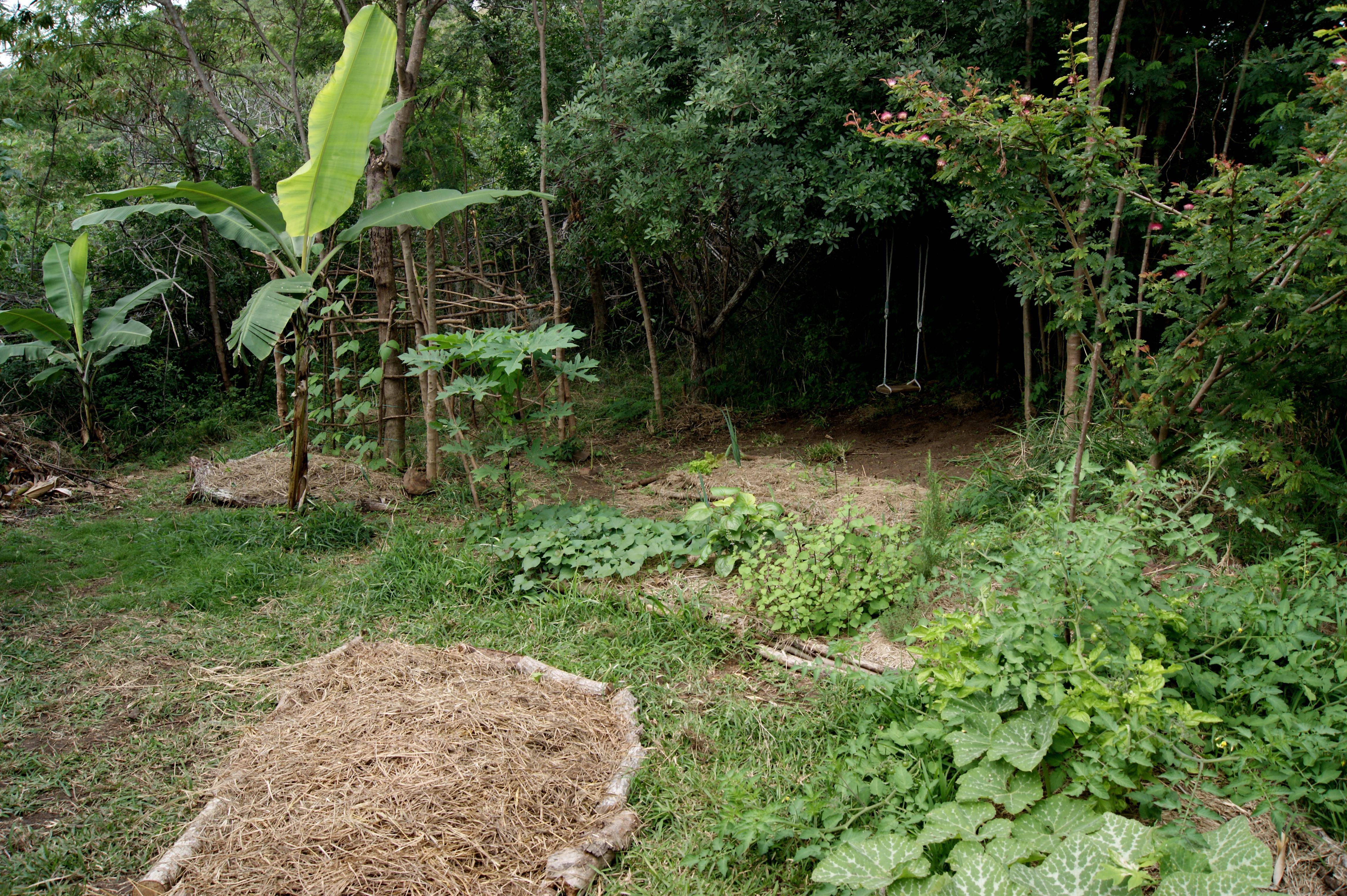 Our Small Organic Garden