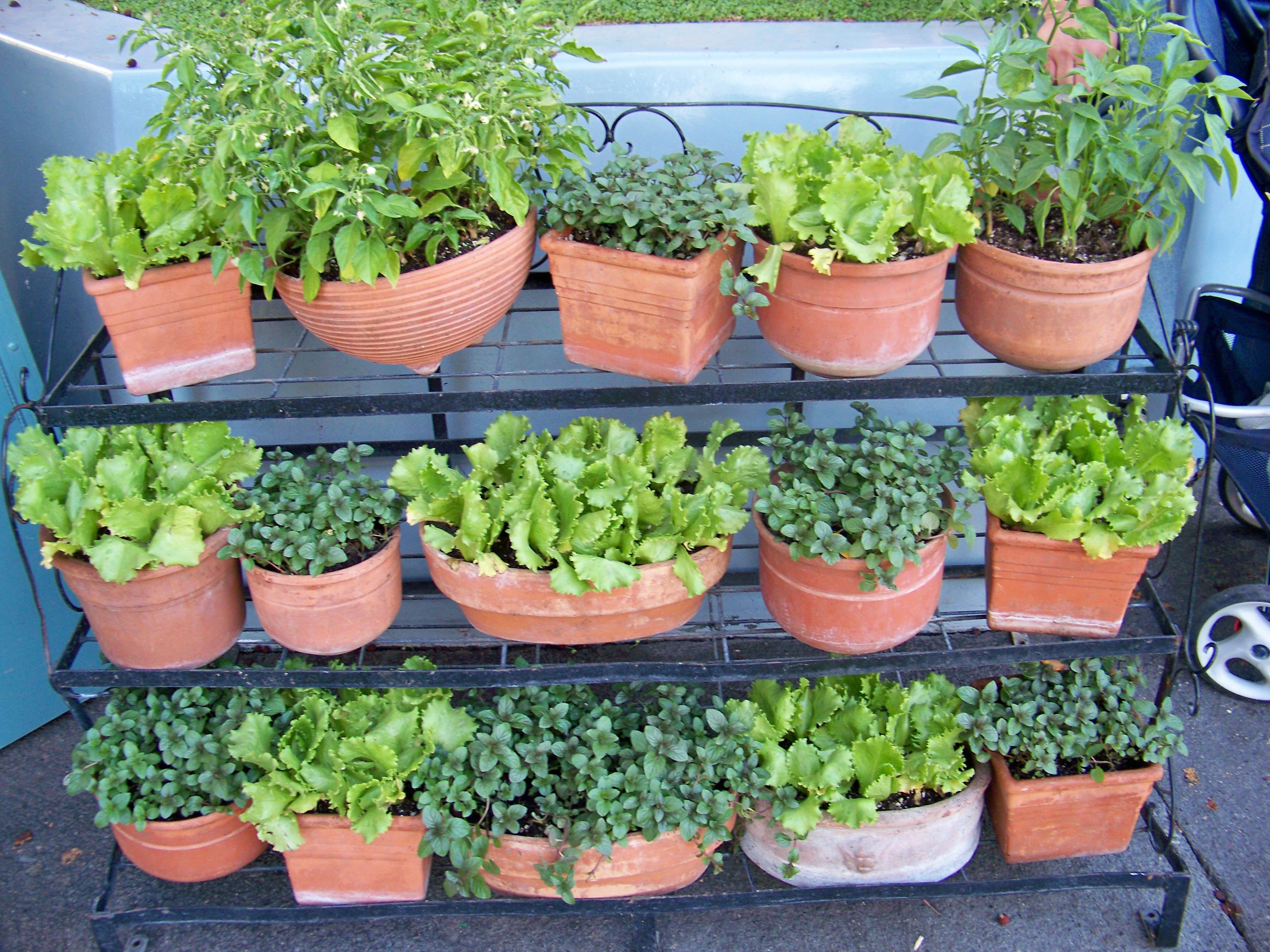 A Successful Vegetable Garden