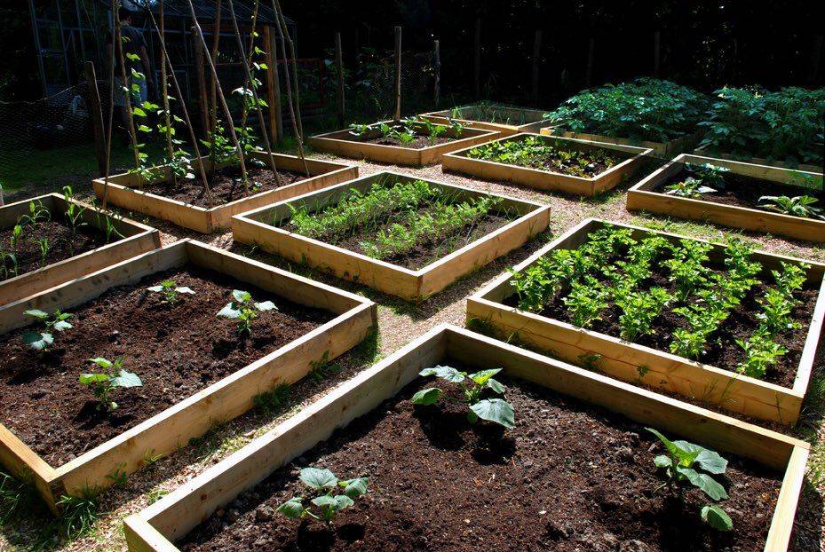 A Vegetable Garden World