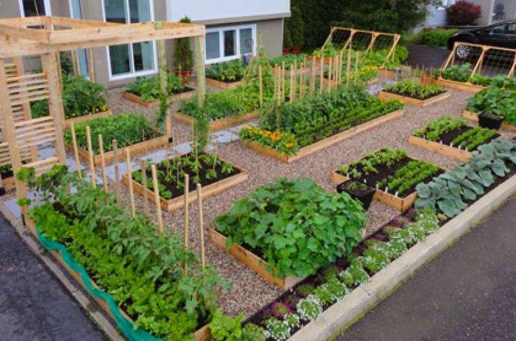 Gardening Vegetable Garden