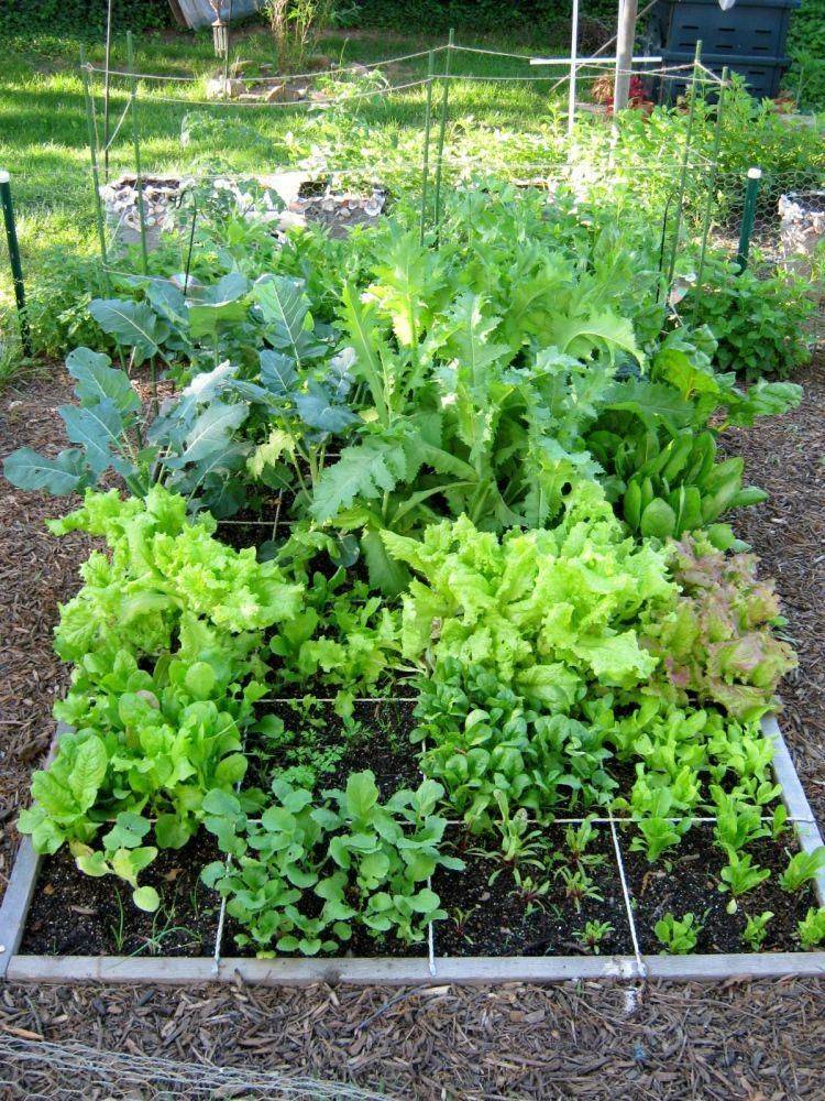Square Foot Gardening Update Garden Planning