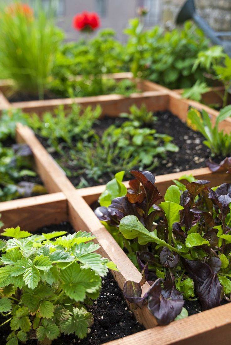 Square Foot Gardeninggreat Vegetable Garden Ideas