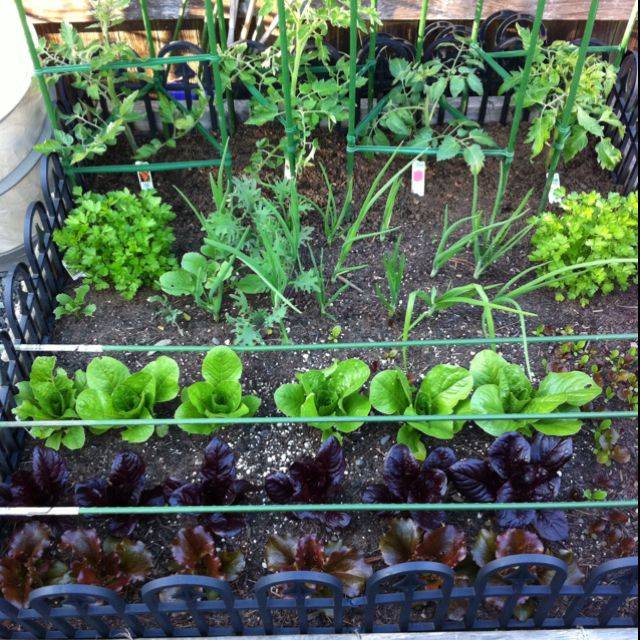 Vegetable Gardens Clean
