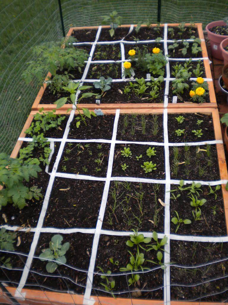 The Square Foot Gardening Foundation Fall Garden