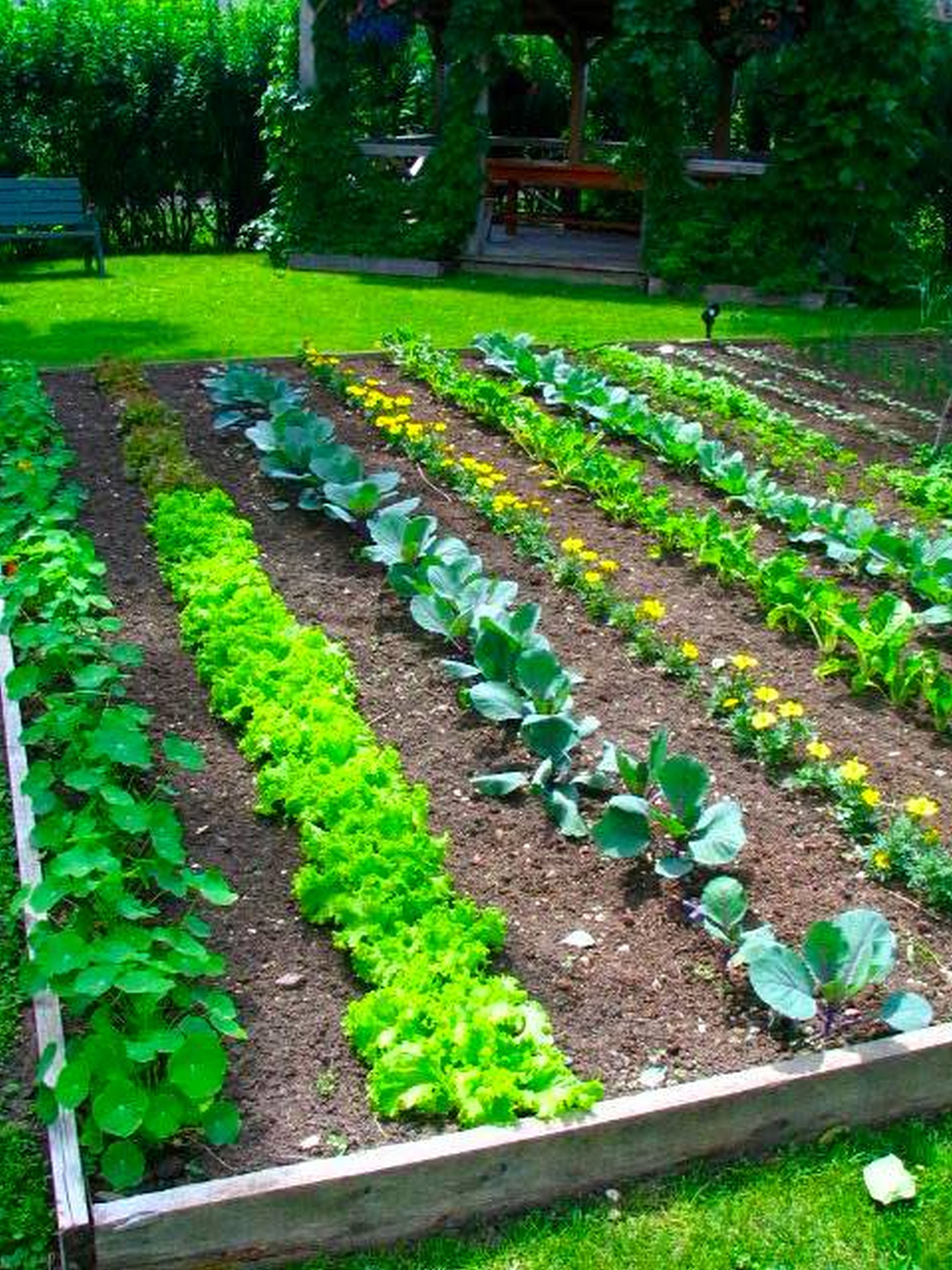 Garden Veggie Garden Layout