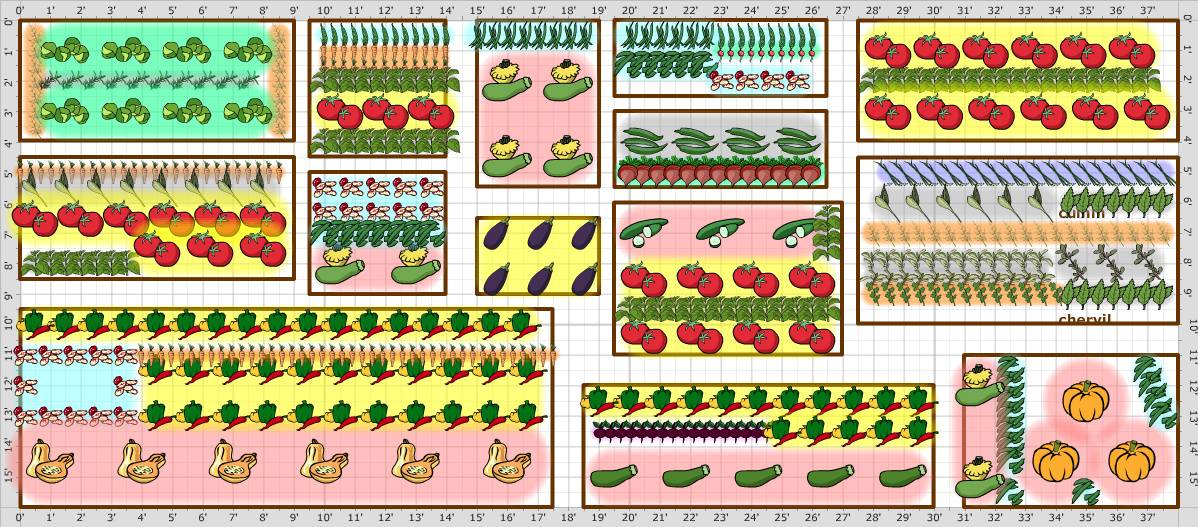 Companion Planting Vegetable Garden Layout
