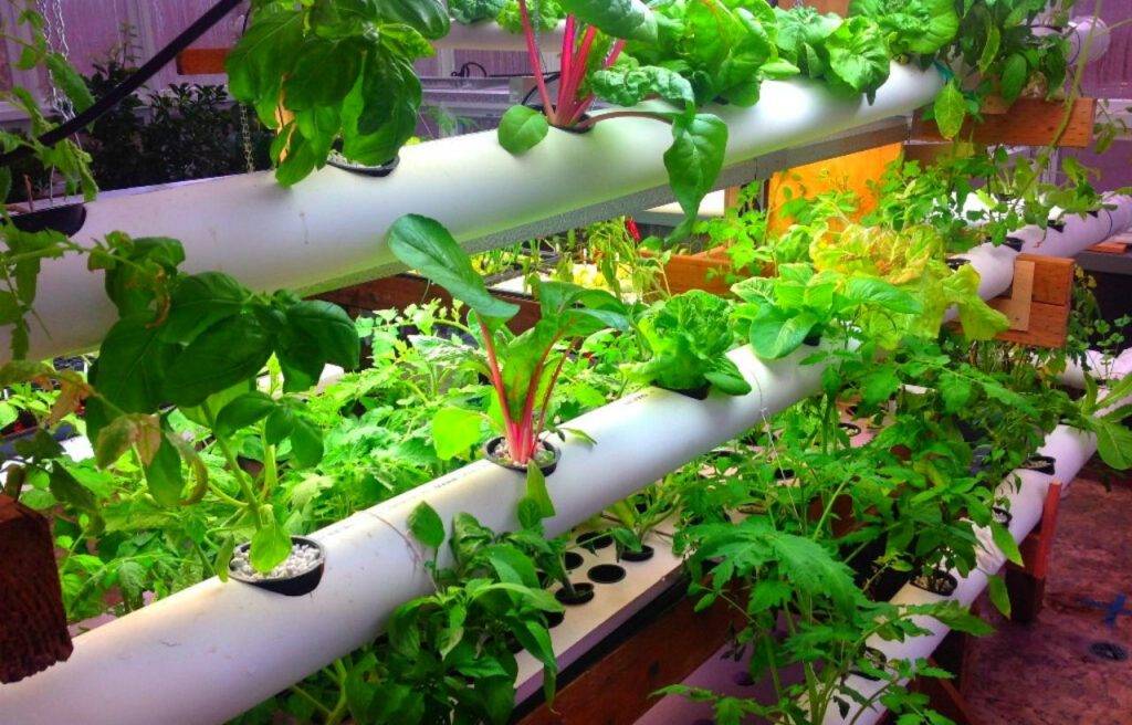 A Vegetable Garden Stock Photo Image