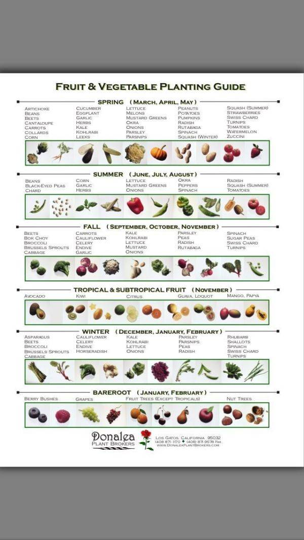 Garden Plan X