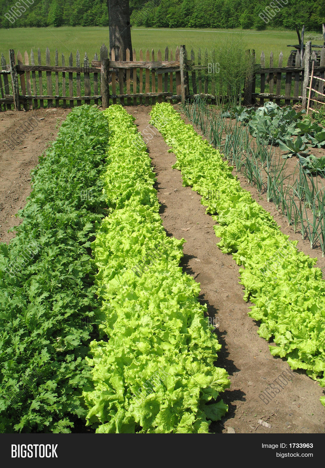 Garden Plan X Garden