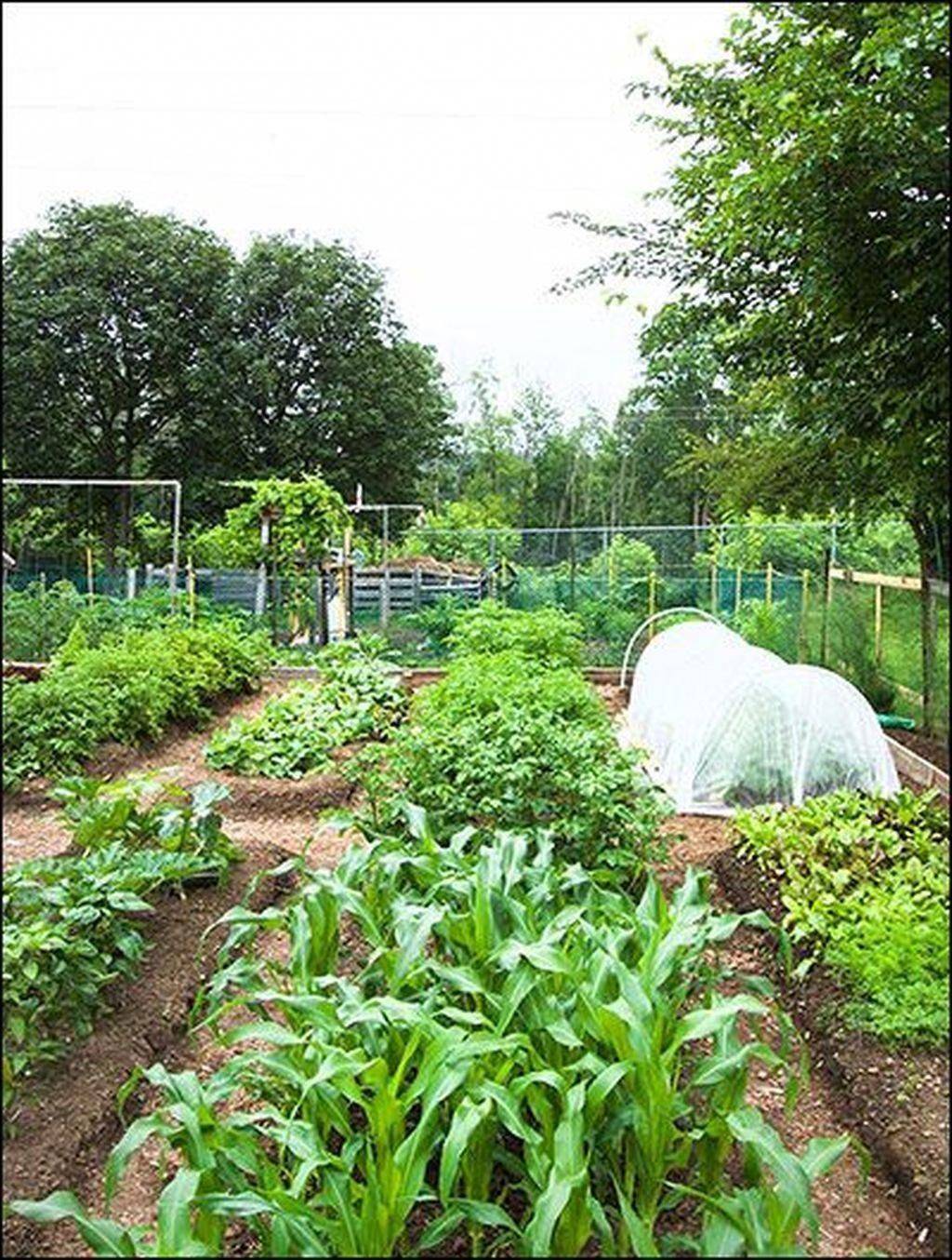 Beautiful Diy Backyard Vegetable Garden Ideas Decorecent