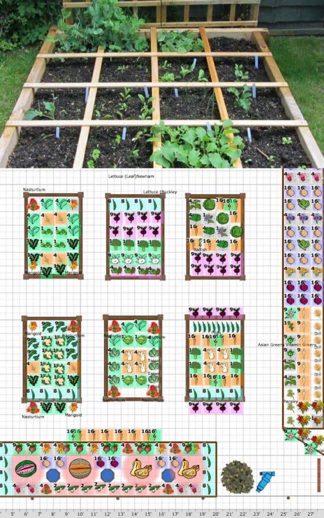 Companion Planting Guide Layout Tips
