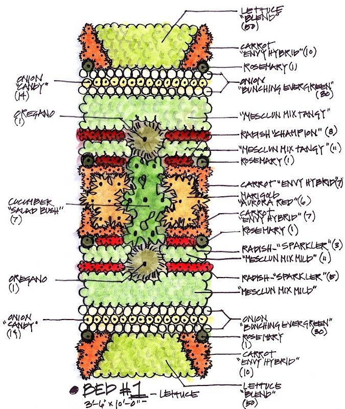 Garden Layout Vegetable