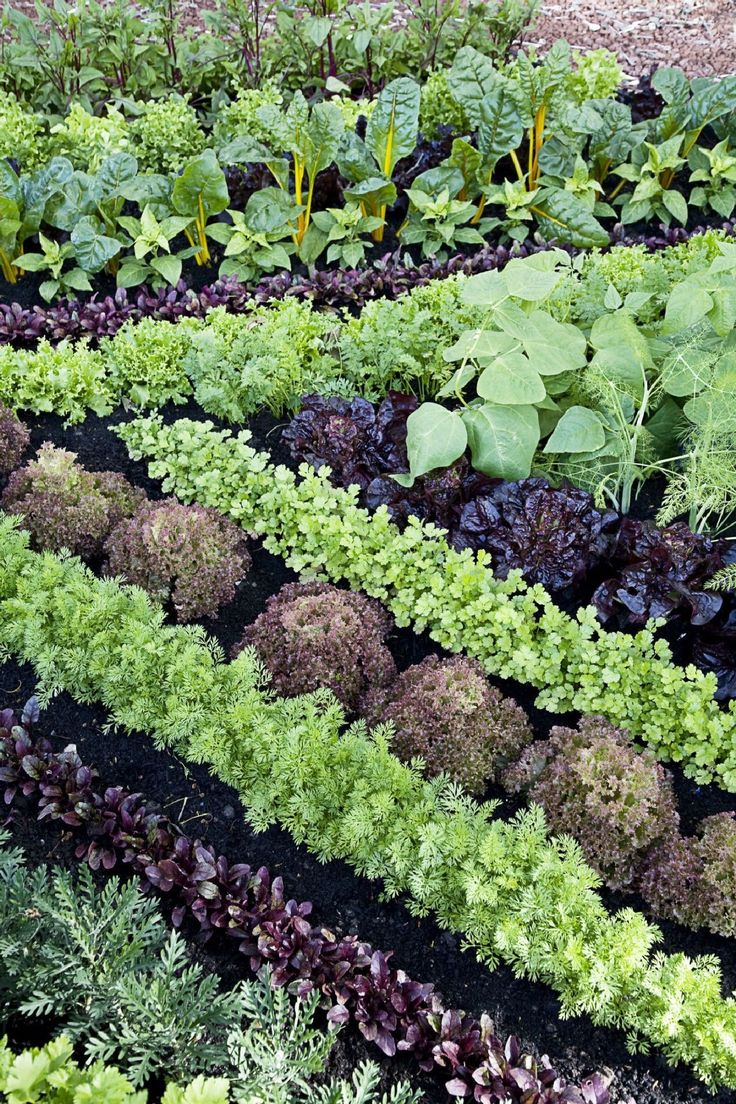 Vegetable Garden Layout Vegetable Garden Layout Beginner