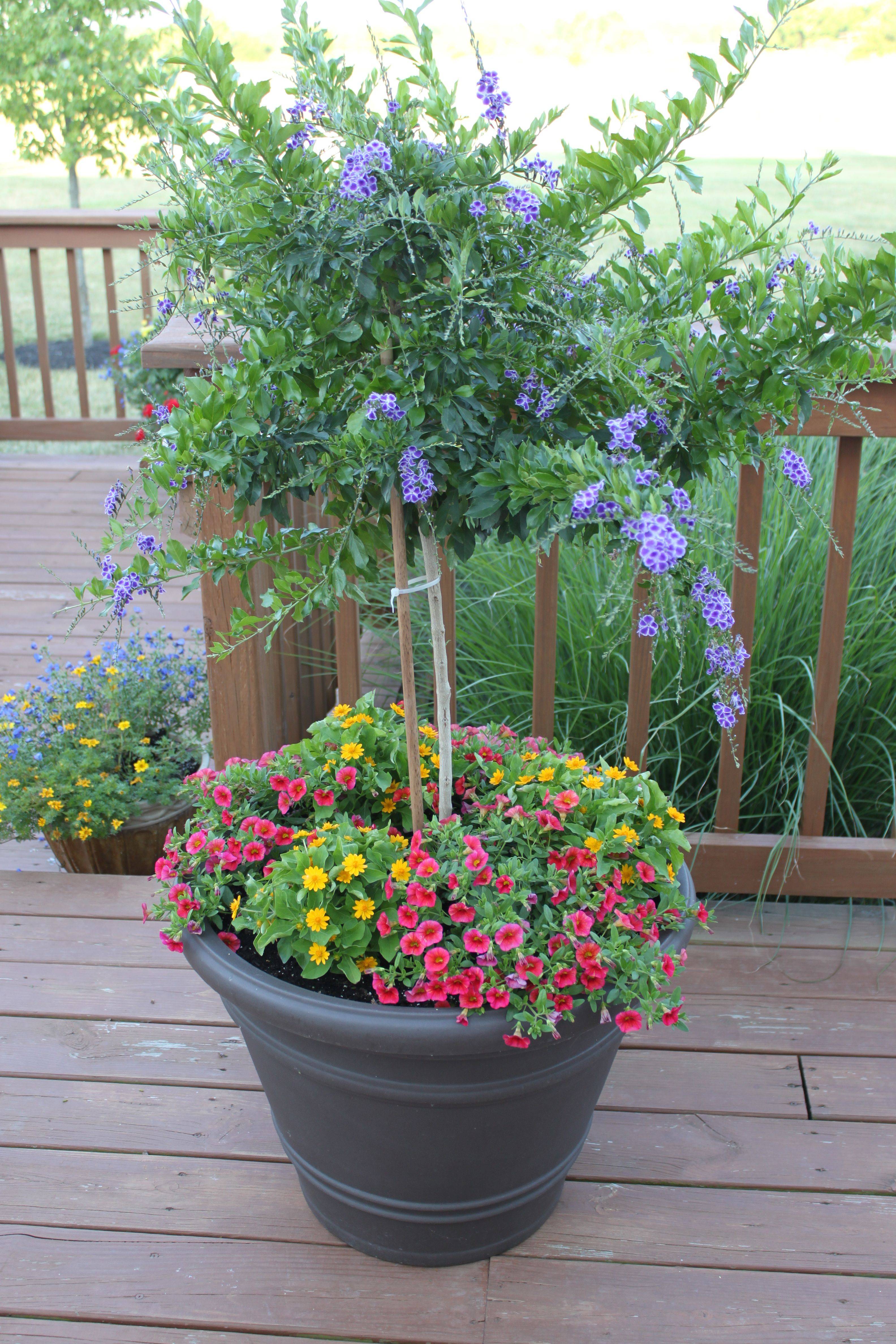 Unique And Beautiful Container Garden Ideas Sanctuary Home Decor