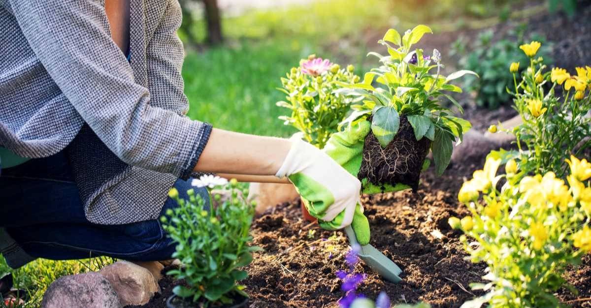 Insanely Clever Gardening Tips Homestead