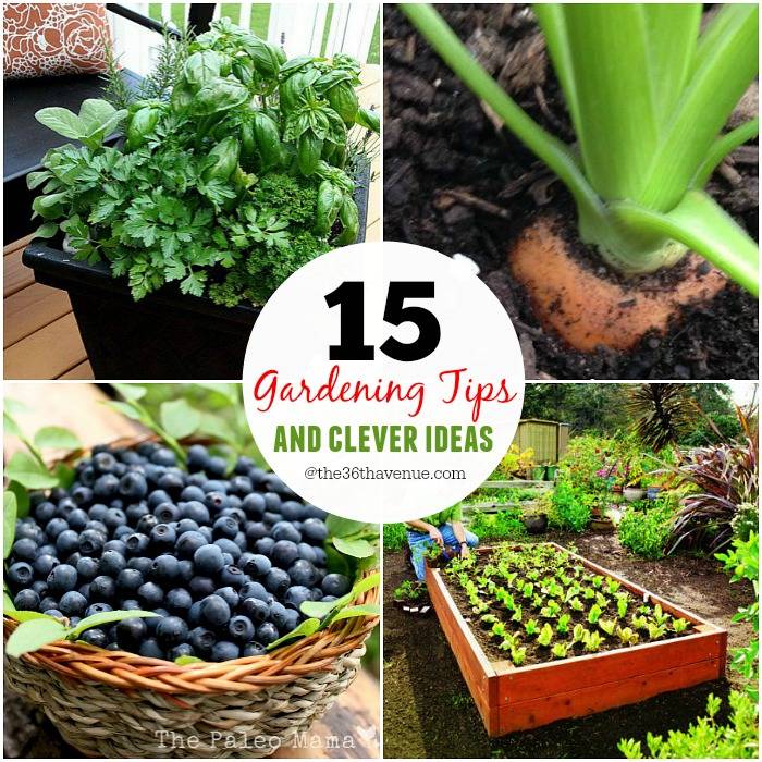Gardening Tips