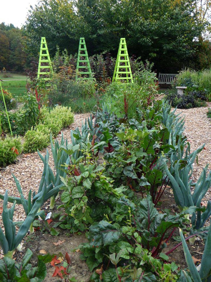 Pinterest Vegetable Garden Ideas Photograph