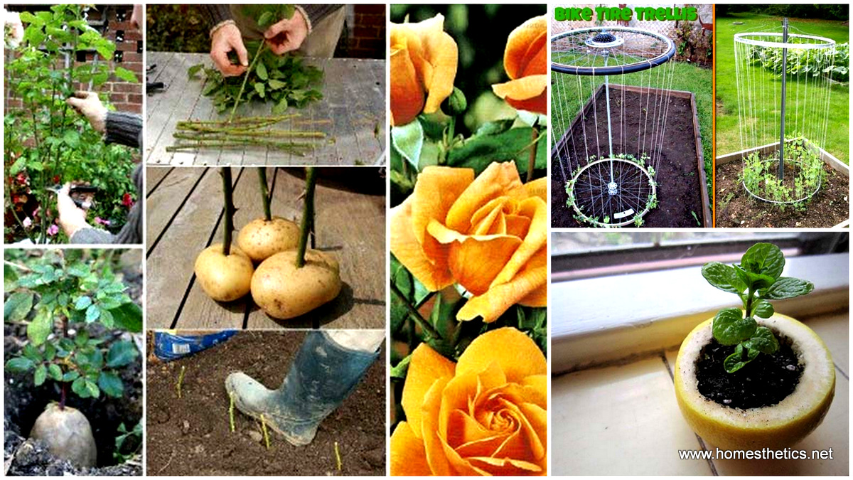 Simple Gardening Tips