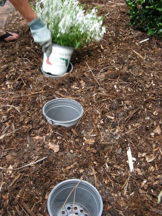 Pin On Gardening