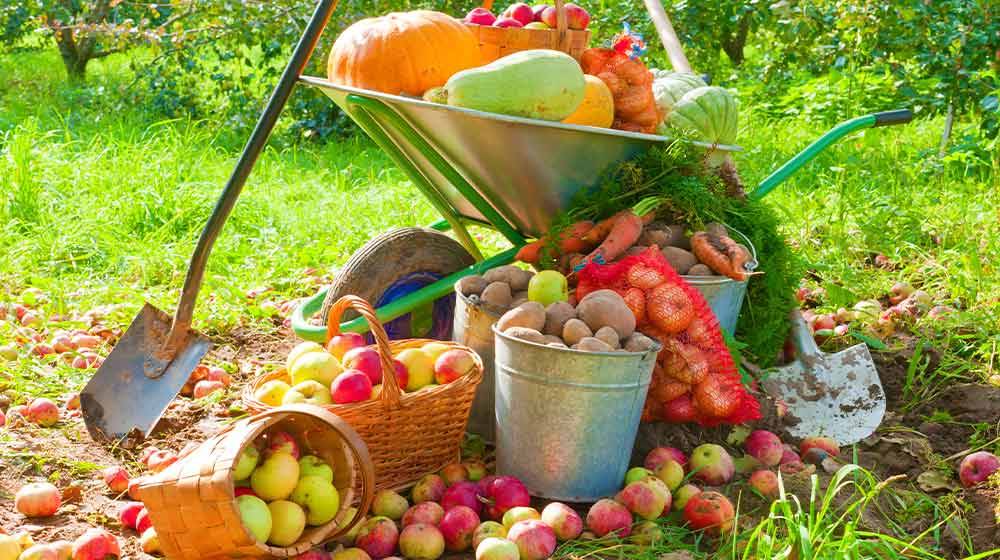 Marvelous Fall Container Garden Ideas