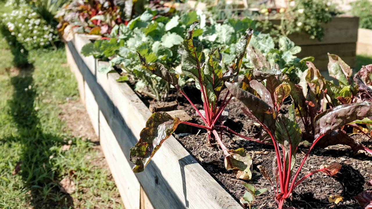 Fall Vegetable Garden Photo Landscape Design Pictures Cool Design