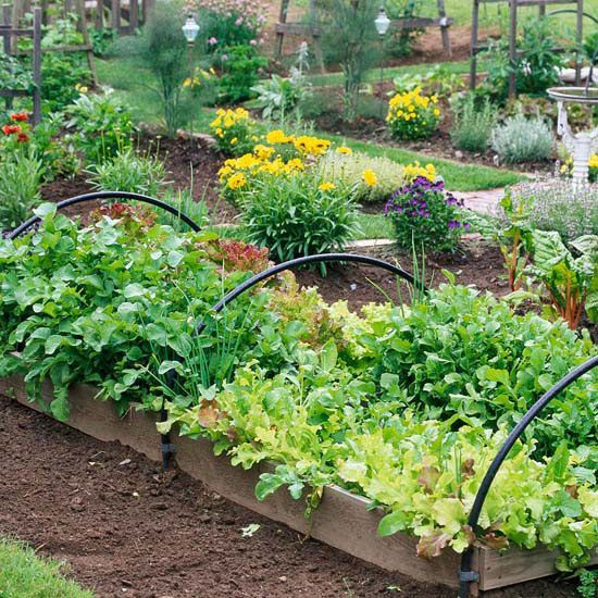 North Carolina Cooperative Extension