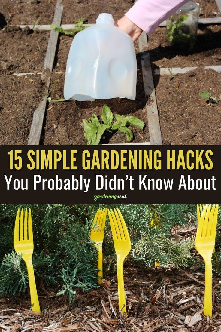 Cheap And Easy Gardening Hacks