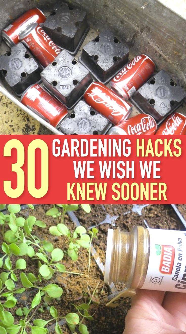 Creative Garden Hacks