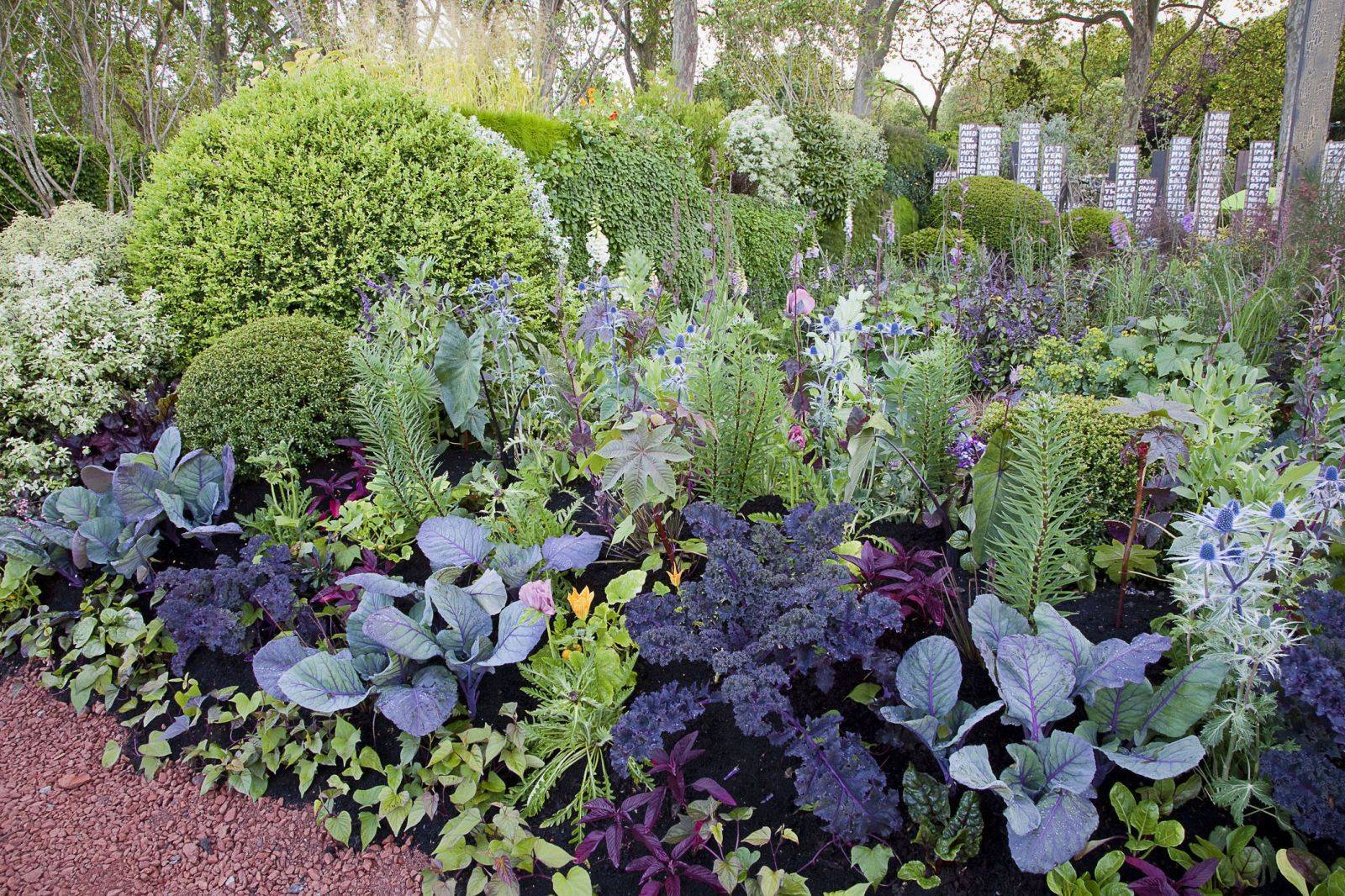 Hostas Longfield Gardens